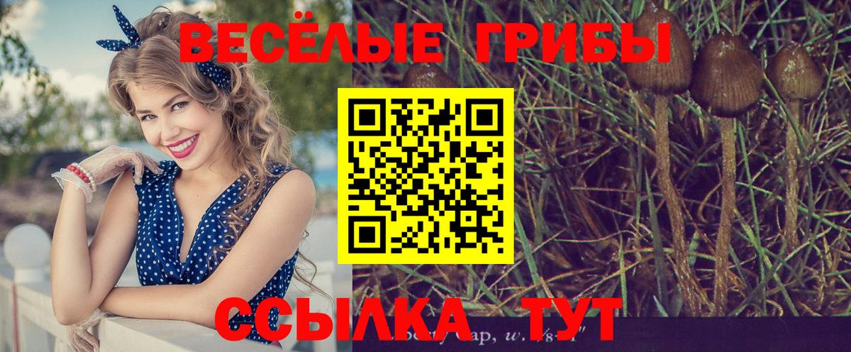 Псилоцибиновые грибы GOLDEN TEACHER  Вход с VPN  Галлюциногенные грибы Magic Shrooms  Минусинск 
